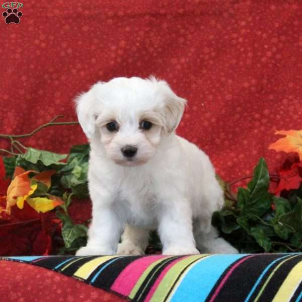 Flamingo, Maltipoo Puppy
